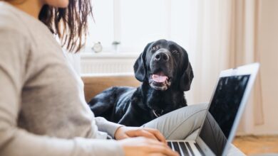 AI Prompting Tips to Help Small Pet Businesses in 2025