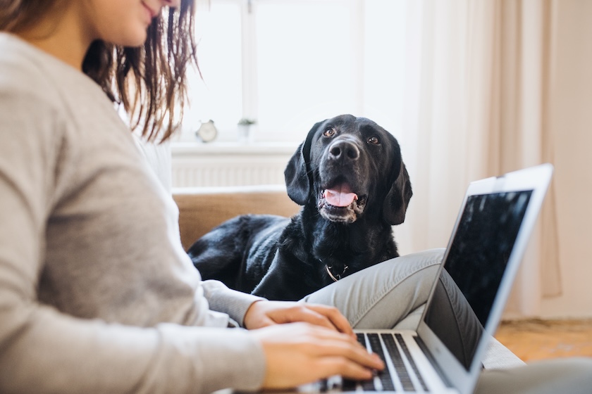 AI Prompting Tips to Help Small Pet Businesses in 2025