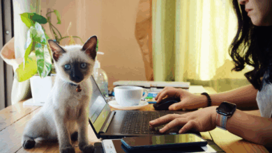 Diversifying Your SEO Strategy: A Practical Guide to Bing Webmaster Tools for Pet Businesses