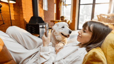 New Instagram Updates? Find Out What This Means for YOU as a Pet-Focused Creator