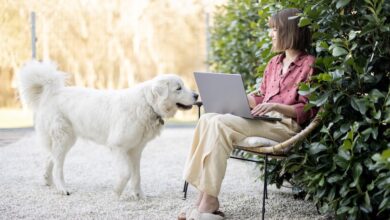 How to Rank in AI Search Results: Actionable Steps to Help Your Pet Business Stand Out in Generative Search